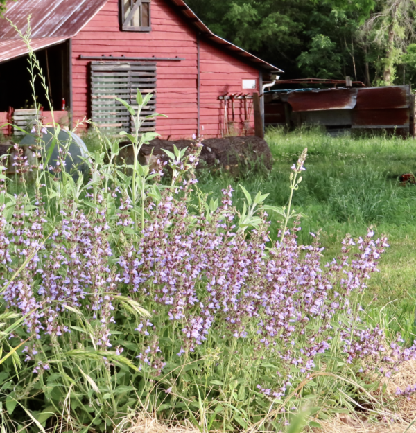 Jenks Farmer Sage;  Salvia x  'Newe Yaar'  2 per order